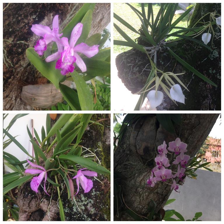 尼甘布顶好小屋 外观 照片